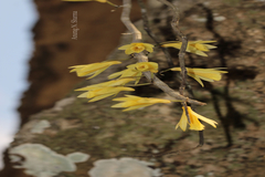 Dendrobium macrostachyum